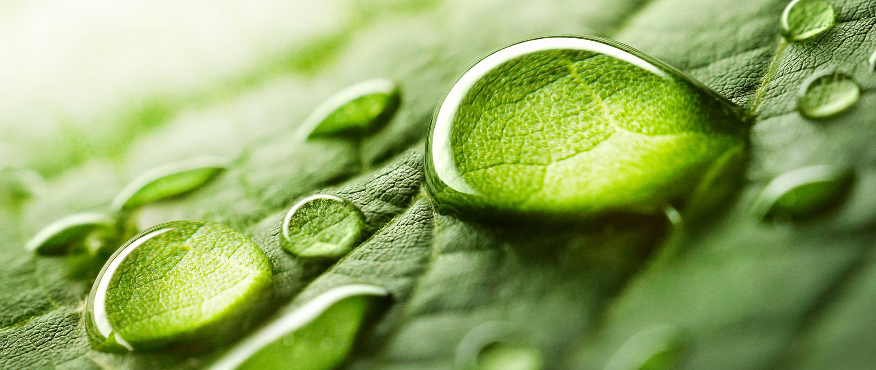 Leaf