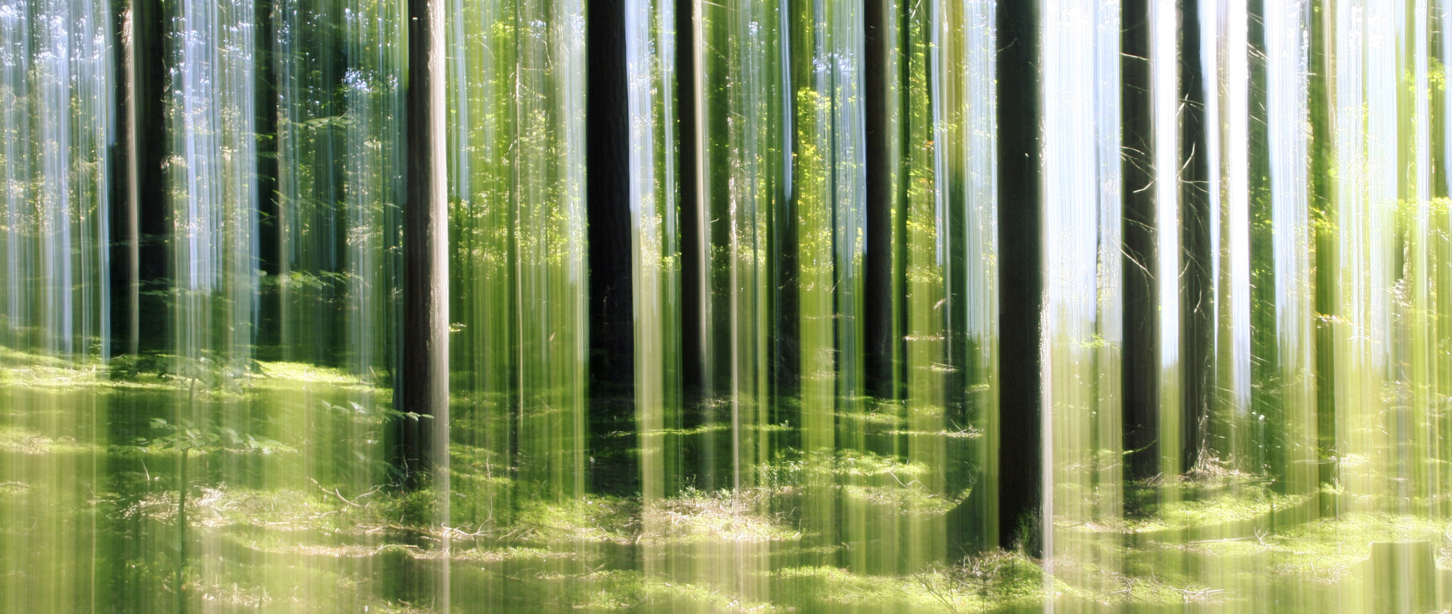 Metsaosakekori I 2021 2880X1218