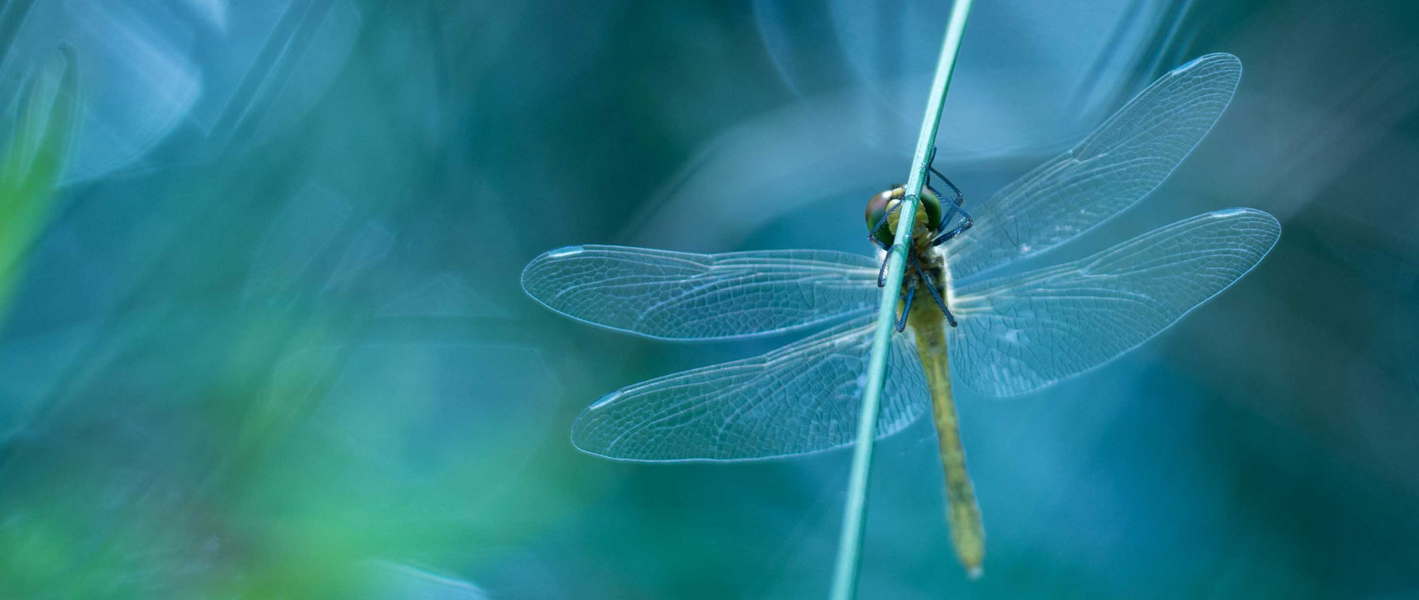 Dragonfly